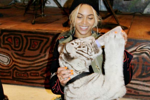 Here’s the Thing About the Baby Tiger Photo Trend: You Should NEVER Do ...