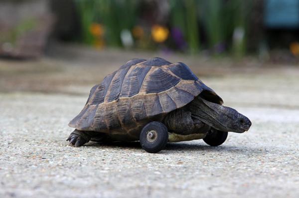 A 90 Year Old Tortoise with No Legs Was Given a New Set of Wheels ...