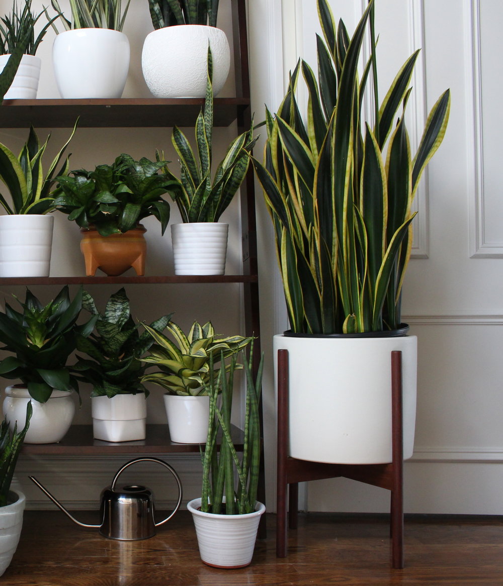 unique indoor plant stands GREENSTELL Plant Stand with Grow Lights, Half Moon 7 Tiered Metal Plan   Greenstell
